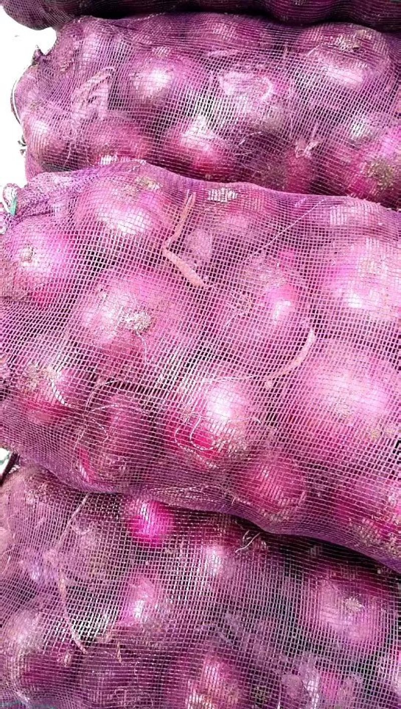 山东洋葱紫皮洋葱八公分以上质量有保证长年有货