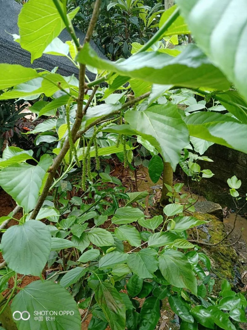 长果桑果苗