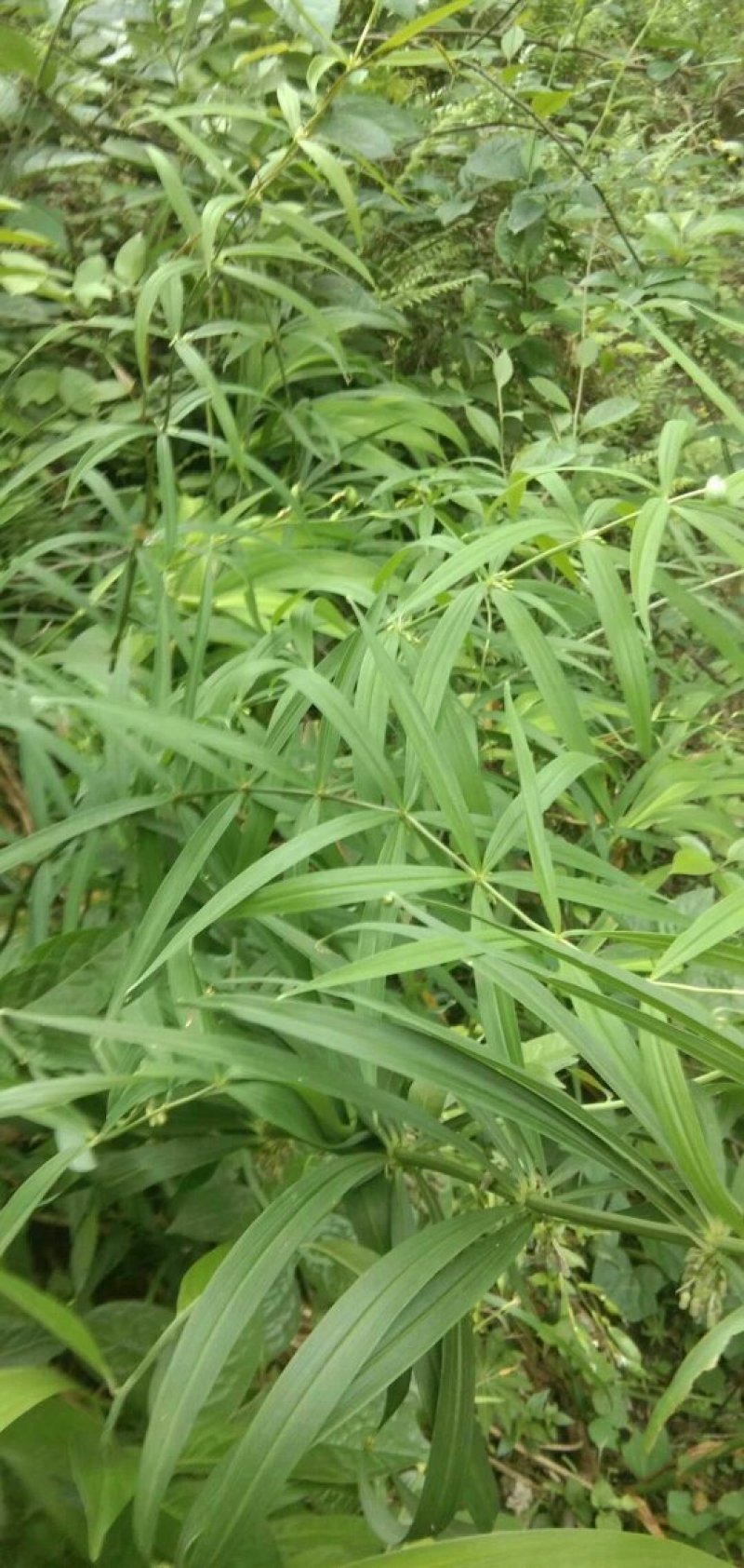 黄精