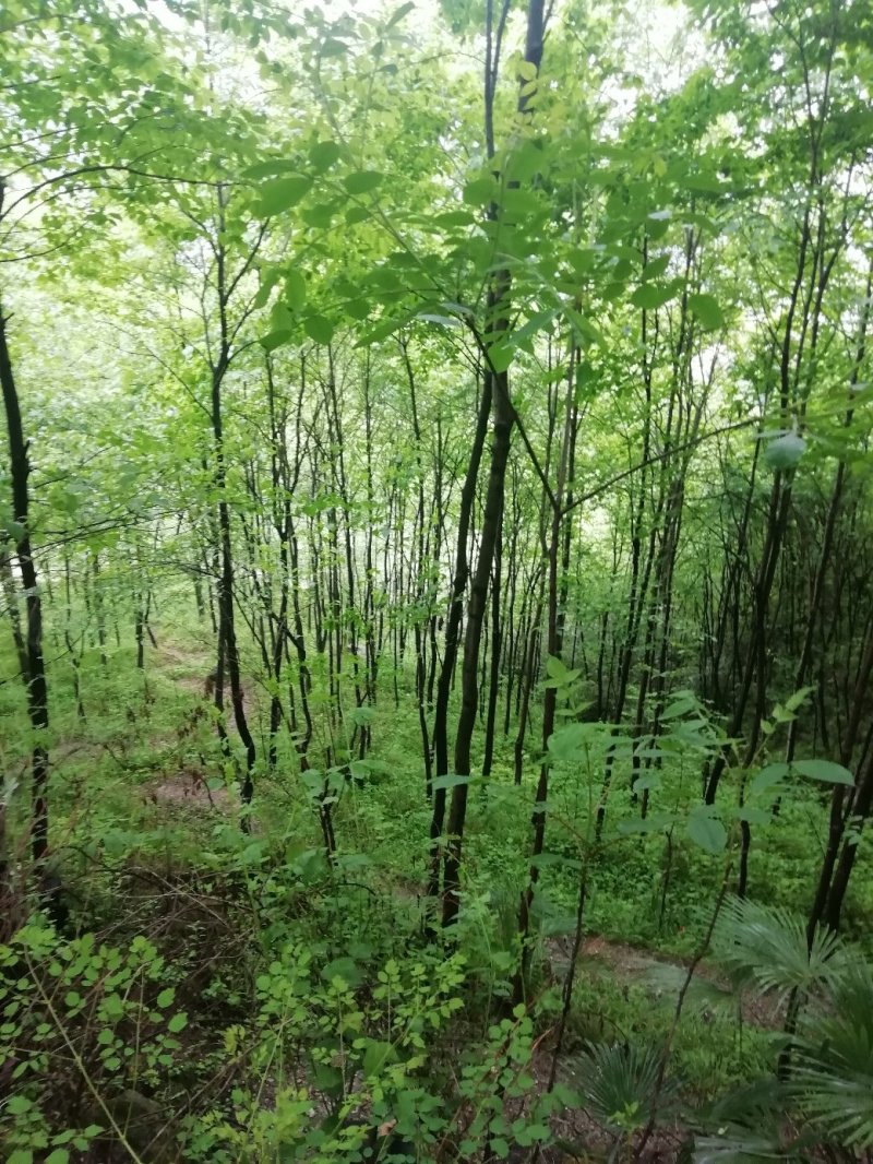 杜仲树