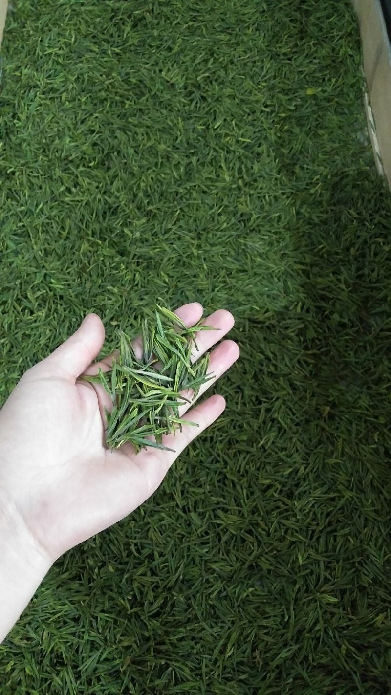 湄潭翠芽