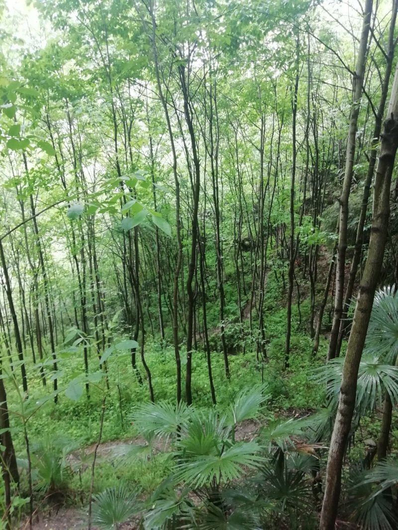 杜仲树