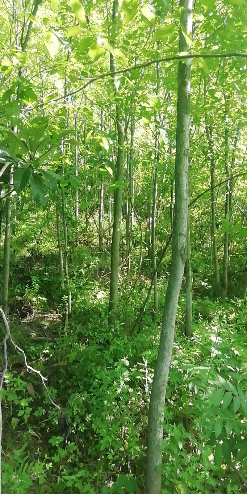 杜仲树