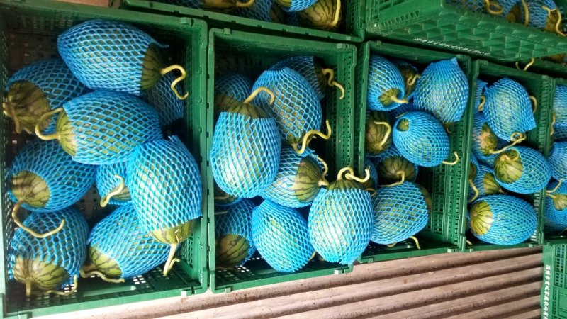 《预售》西瓜9.5成熟1茬，订单生产产品请提前一个月下单