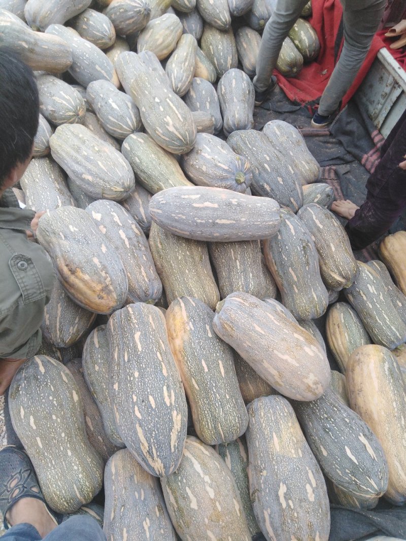 【产地直销】常年供应优质南瓜一手货源批发量大从优