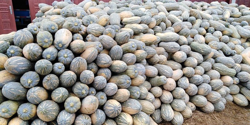 【产地直销】常年供应优质南瓜一手货源批发量大从优