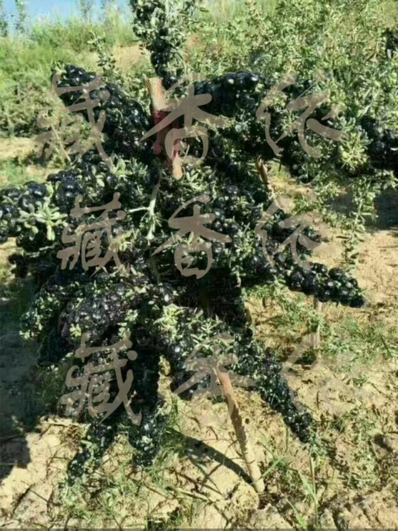 黑枸杞自产自销种植精品果【青海柴达木黑枸杞2斤起】