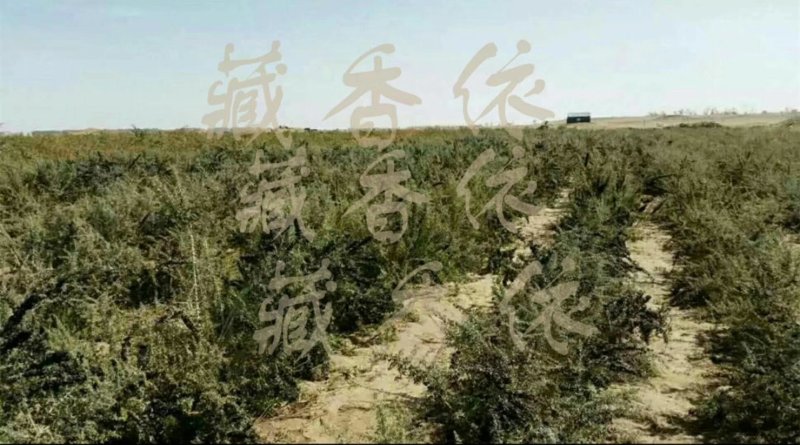 黑枸杞自产自销种植精品果【青海柴达木黑枸杞2斤起】