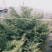东北红豆杉各种规格适合全国种植另有工艺品