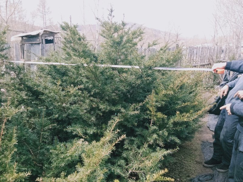 东北红豆杉各种规格适合全国种植另有工艺品