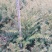 东北红豆杉各种规格适合全国种植另有工艺品