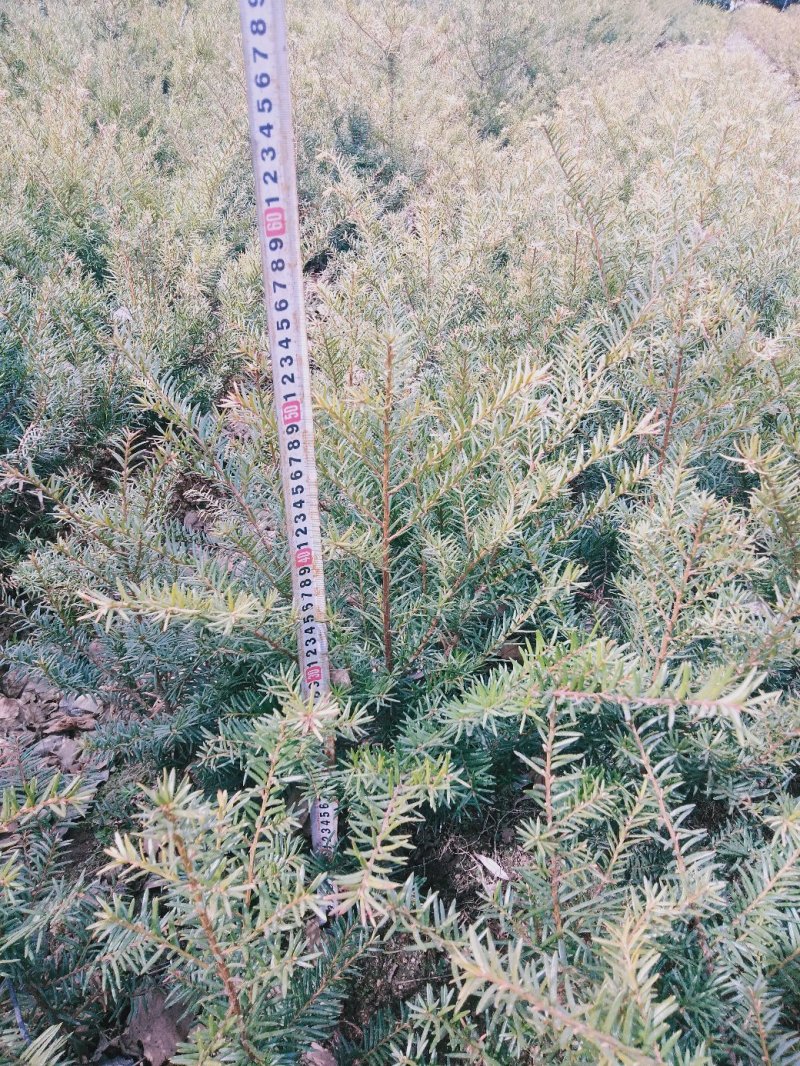 东北红豆杉各种规格适合全国种植另有工艺品