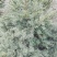 东北红豆杉各种规格适合全国种植另有工艺品