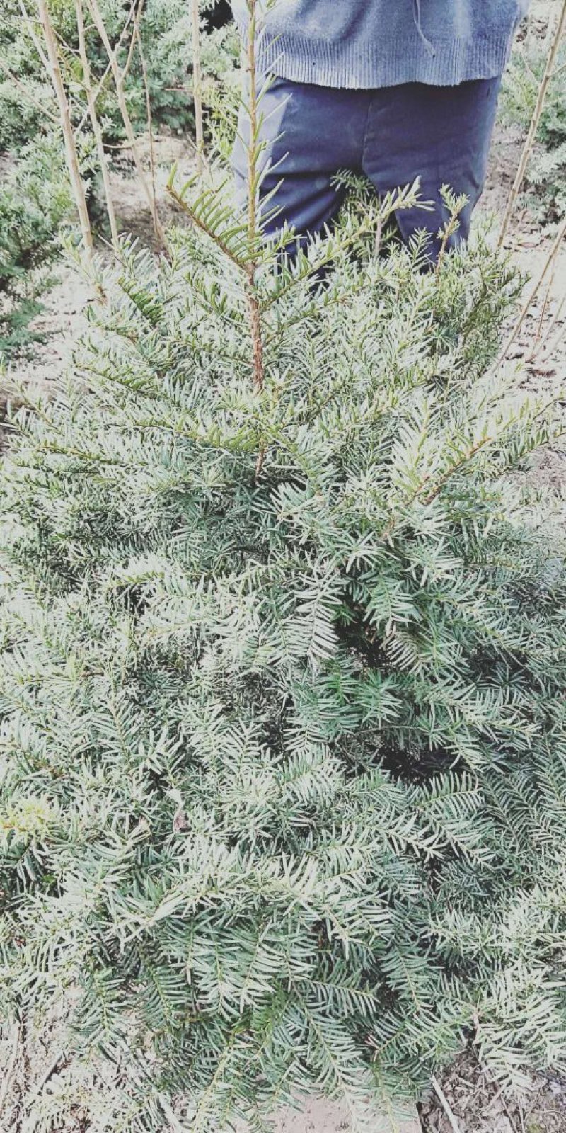 东北红豆杉各种规格适合全国种植另有工艺品