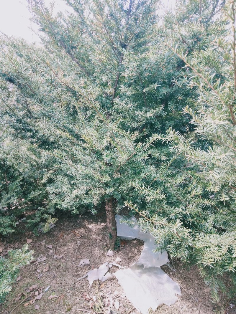 东北红豆杉各种规格适合全国种植另有工艺品