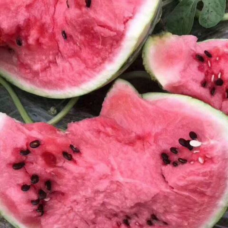 【热销中】东台美都西瓜有籽无籽诚信代办量大从优