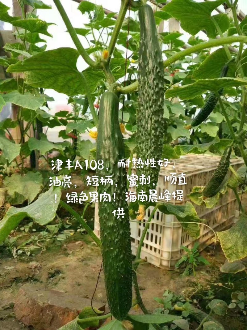 耐热抗病，油亮顺直，密刺，品质保障黄瓜种子