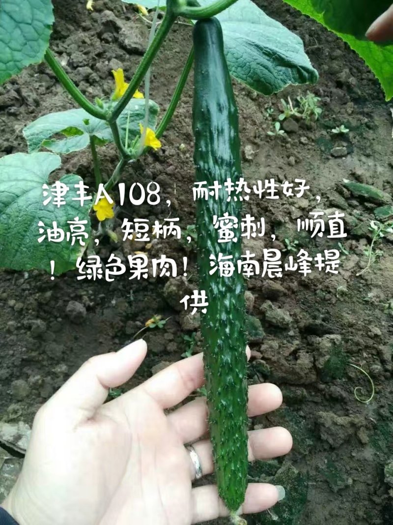耐热抗病，油亮顺直，密刺，品质保障黄瓜种子