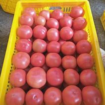 精品硬粉西红柿，大量上市。今天大掉价。