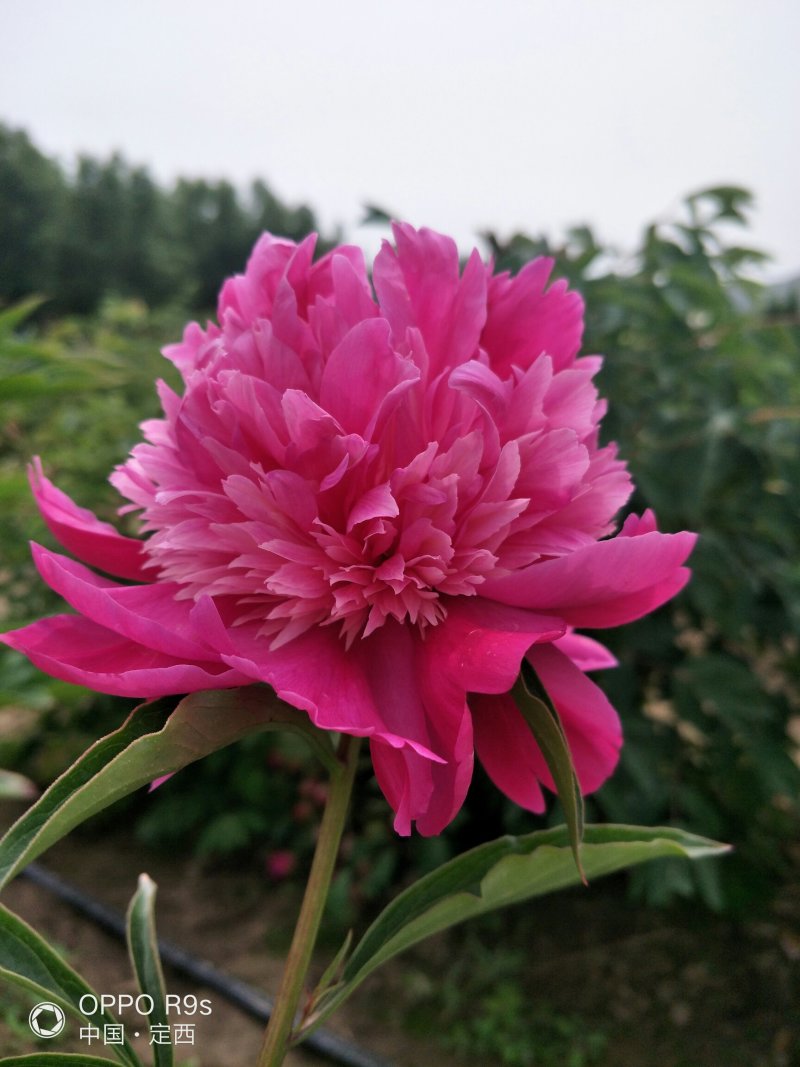 甘肃芍药切花、甘肃芍药