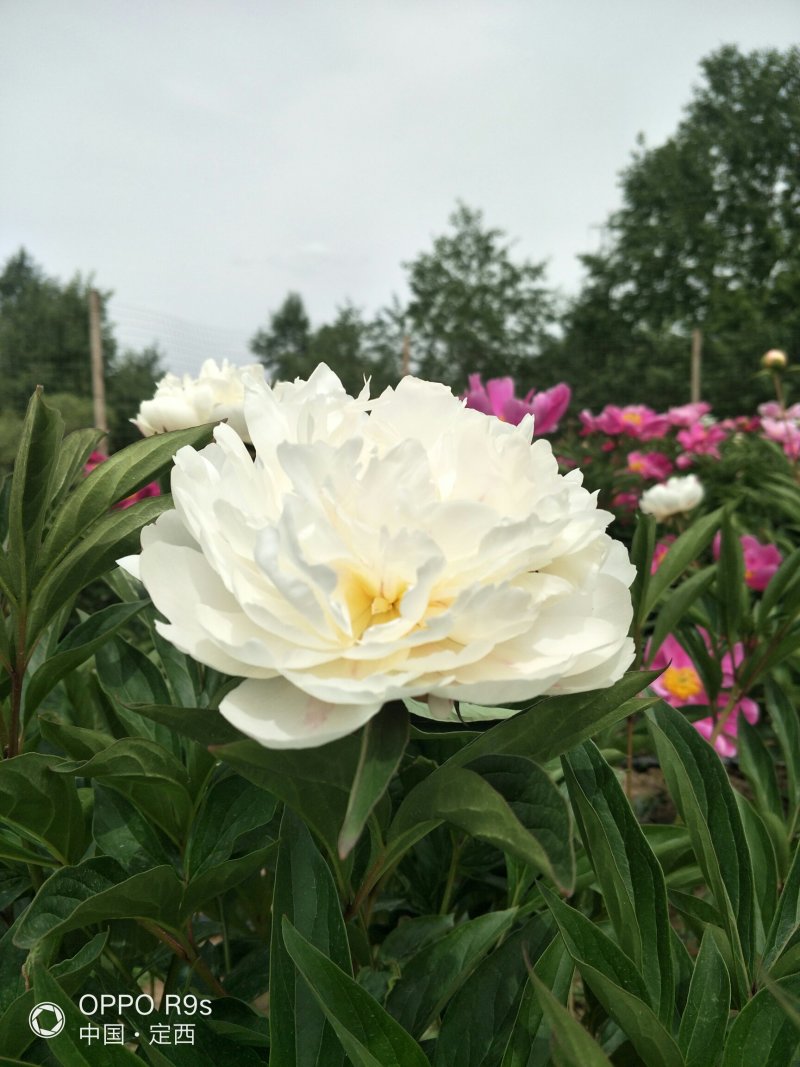 甘肃芍药切花、甘肃芍药