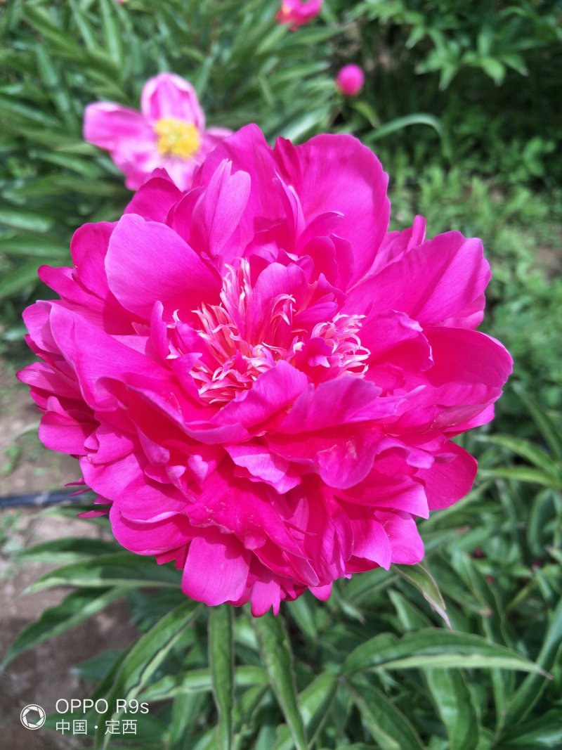 甘肃芍药切花、甘肃芍药