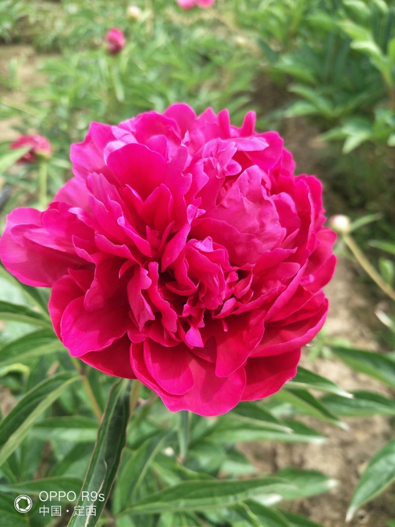 甘肃芍药切花、甘肃芍药