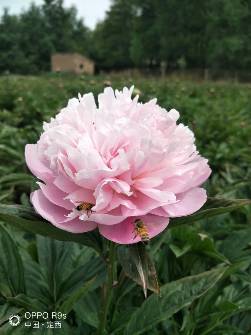 甘肃芍药切花、甘肃芍药