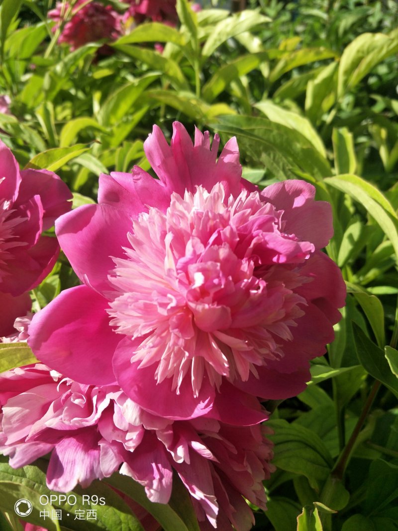 甘肃芍药切花、甘肃芍药