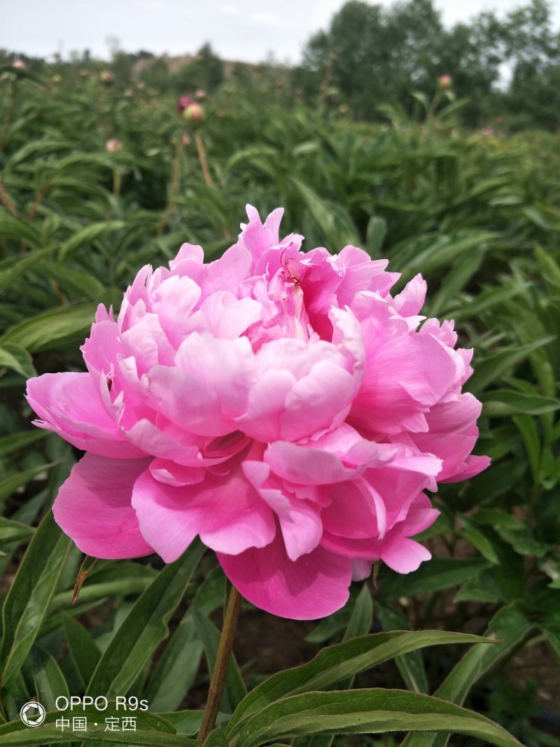 甘肃芍药切花、甘肃芍药
