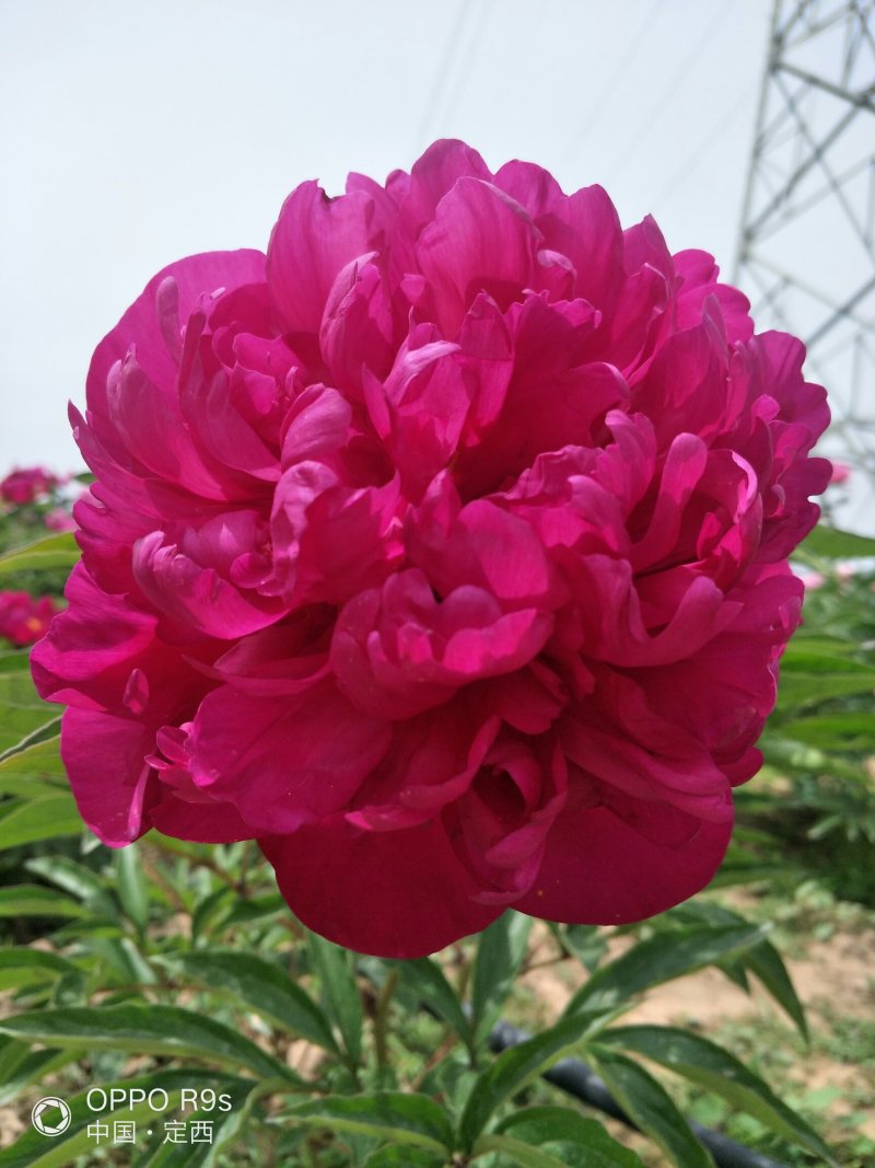甘肃芍药切花、甘肃芍药