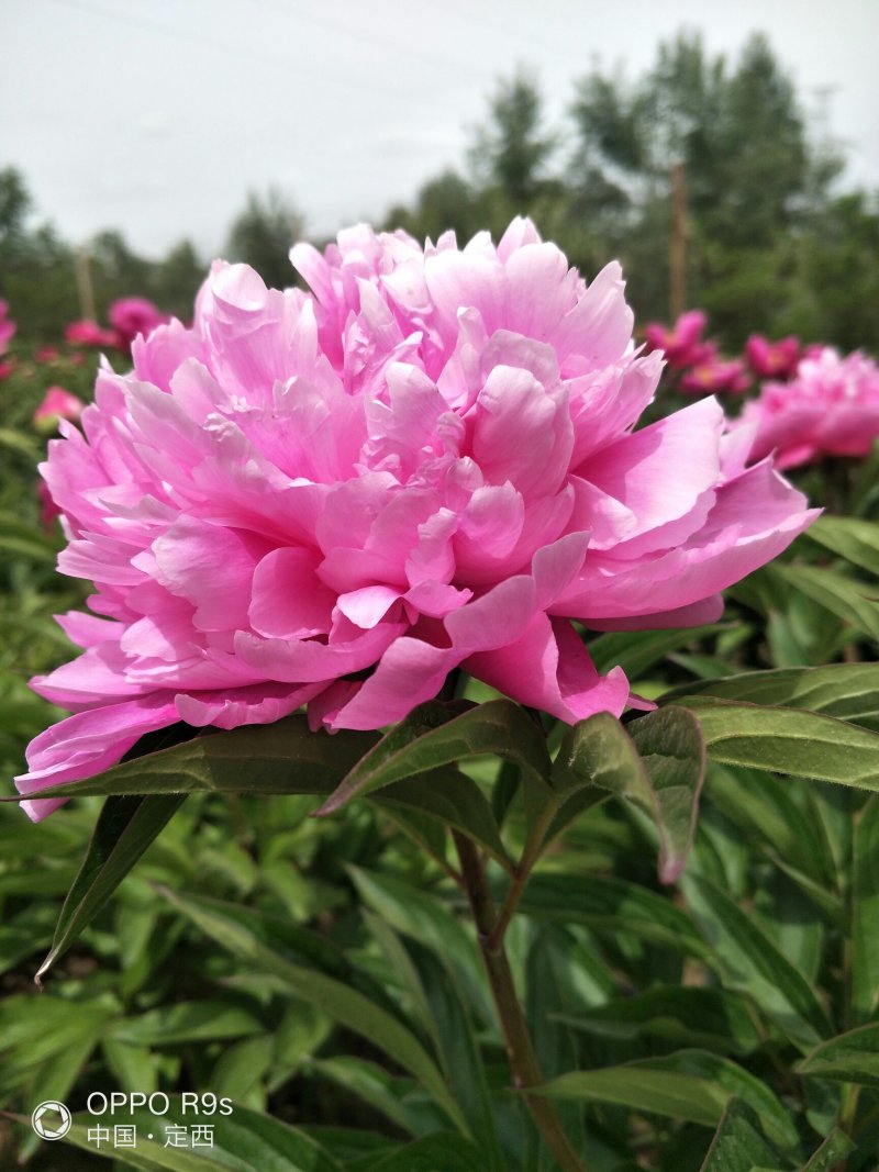 甘肃芍药切花、甘肃芍药
