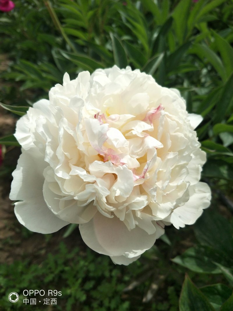 甘肃芍药切花、甘肃芍药