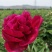 甘肃芍药切花、甘肃芍药
