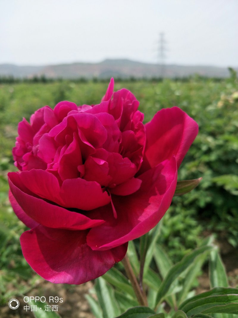 甘肃芍药切花、甘肃芍药