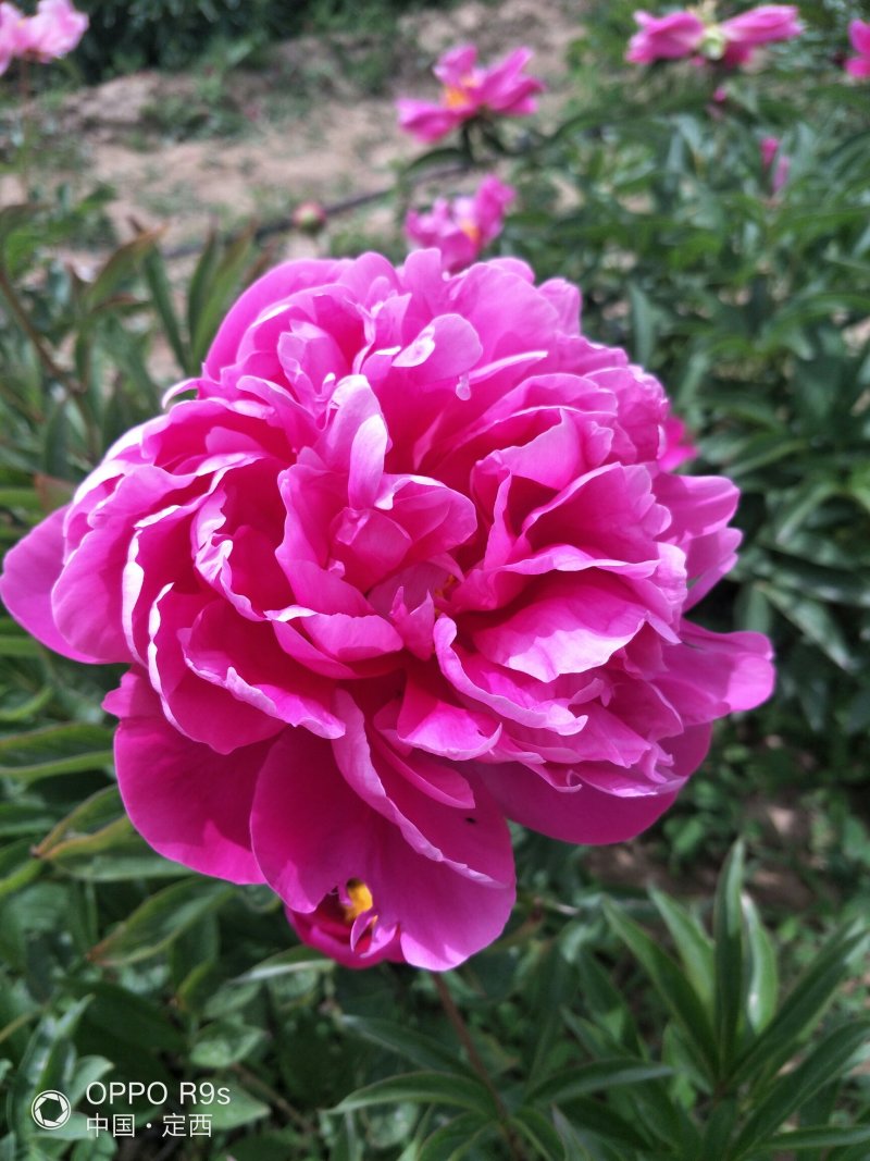 甘肃芍药切花、甘肃芍药