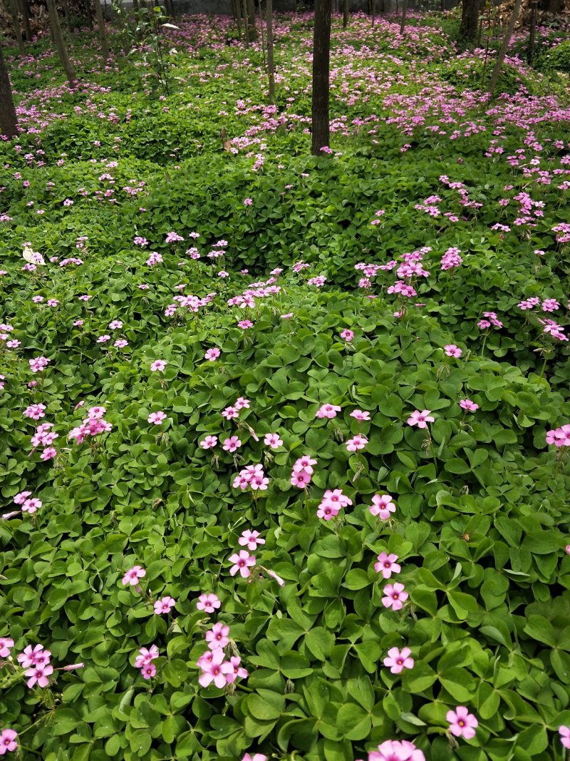 红花炸酱草