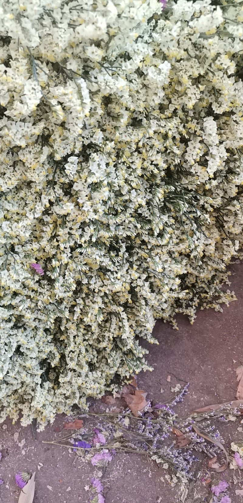 勿忘我鲜花批发