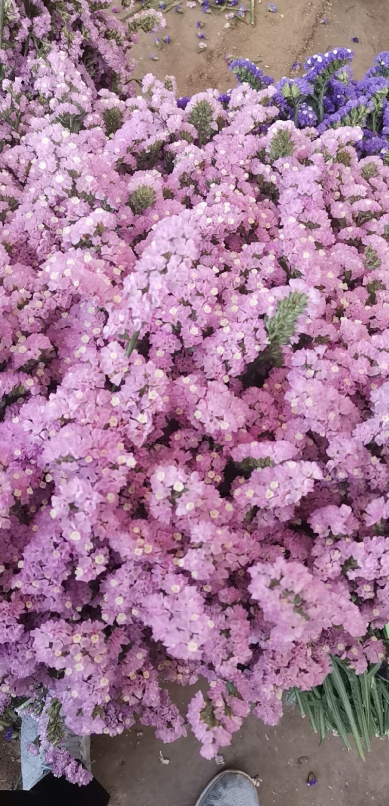 勿忘我鲜花批发