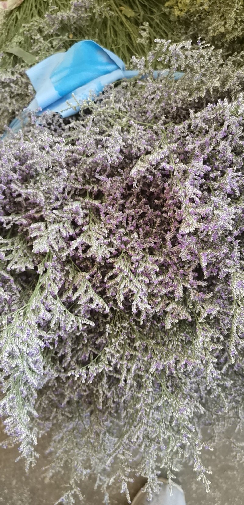 勿忘我鲜花批发