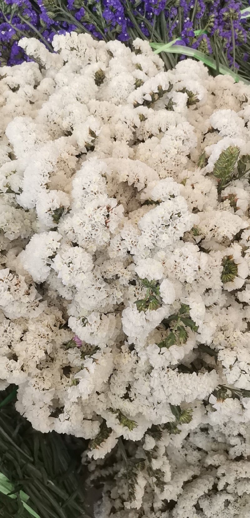 勿忘我水晶草情人草鲜花批发