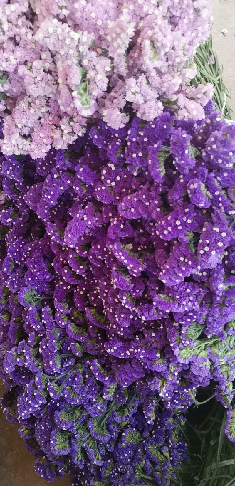勿忘我水晶草情人草鲜花批发