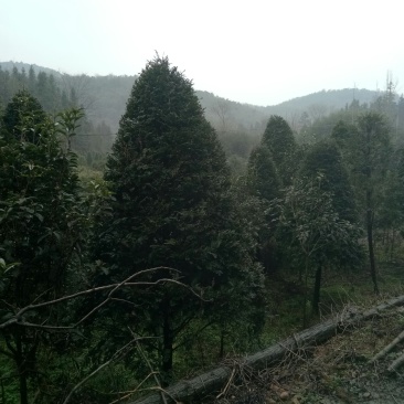 真品红豆杉，5到18公分。欢迎各地老总来电。