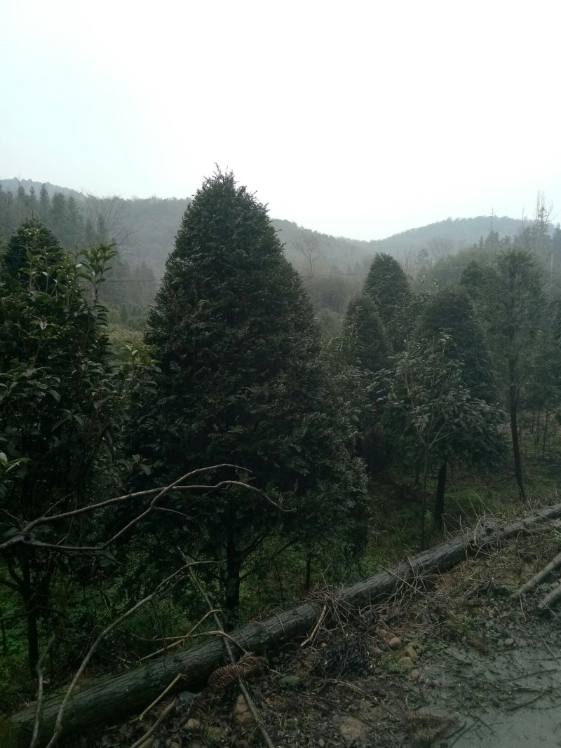 真品红豆杉，5到18公分。欢迎各地老总来电。