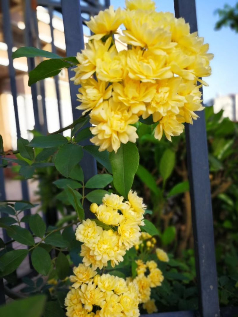 木香黄木香白木香，爬藤植物适合做花墙花架拱门长廊等