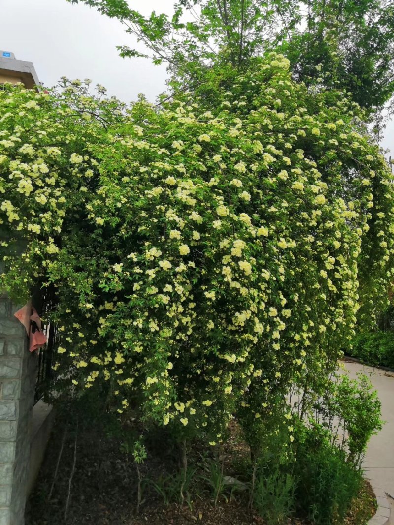 木香黄木香白木香，爬藤植物适合做花墙花架拱门长廊等