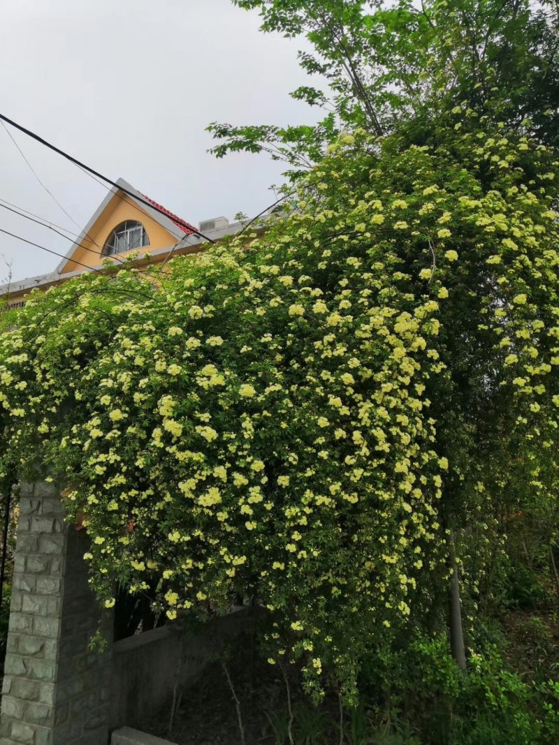 木香黄木香白木香，爬藤植物适合做花墙花架拱门长廊等