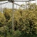 木香黄木香白木香，爬藤植物适合做花墙花架拱门长廊等