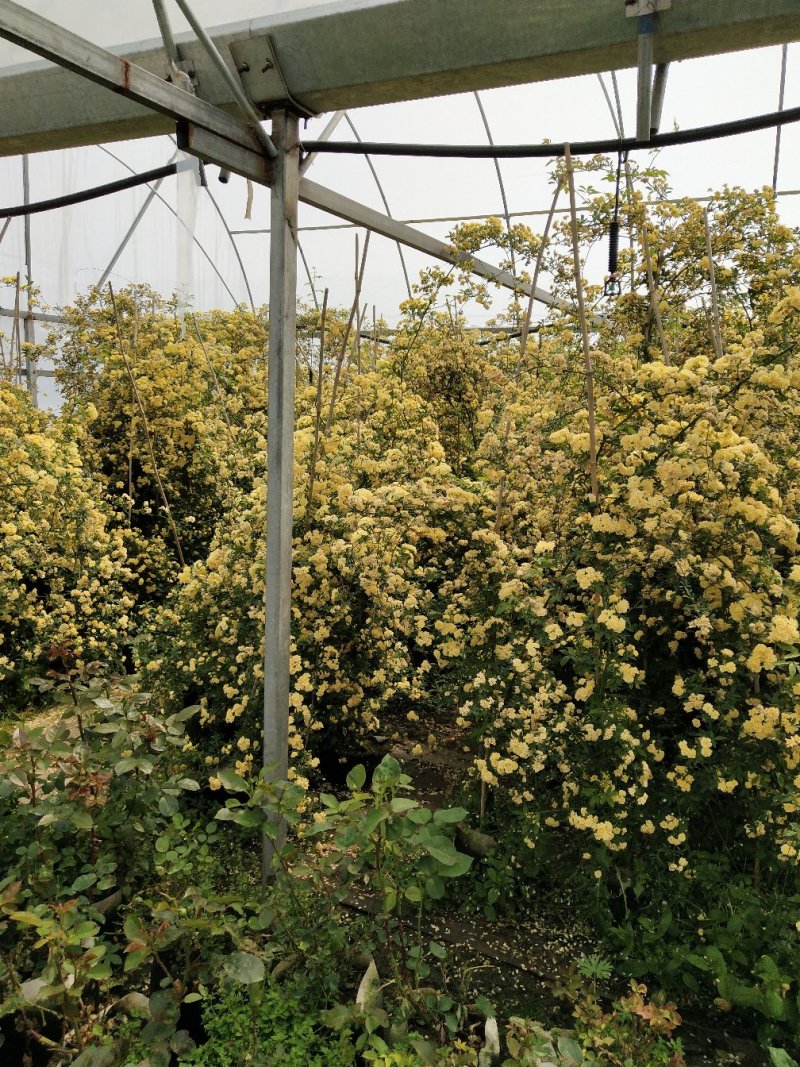 木香黄木香白木香，爬藤植物适合做花墙花架拱门长廊等