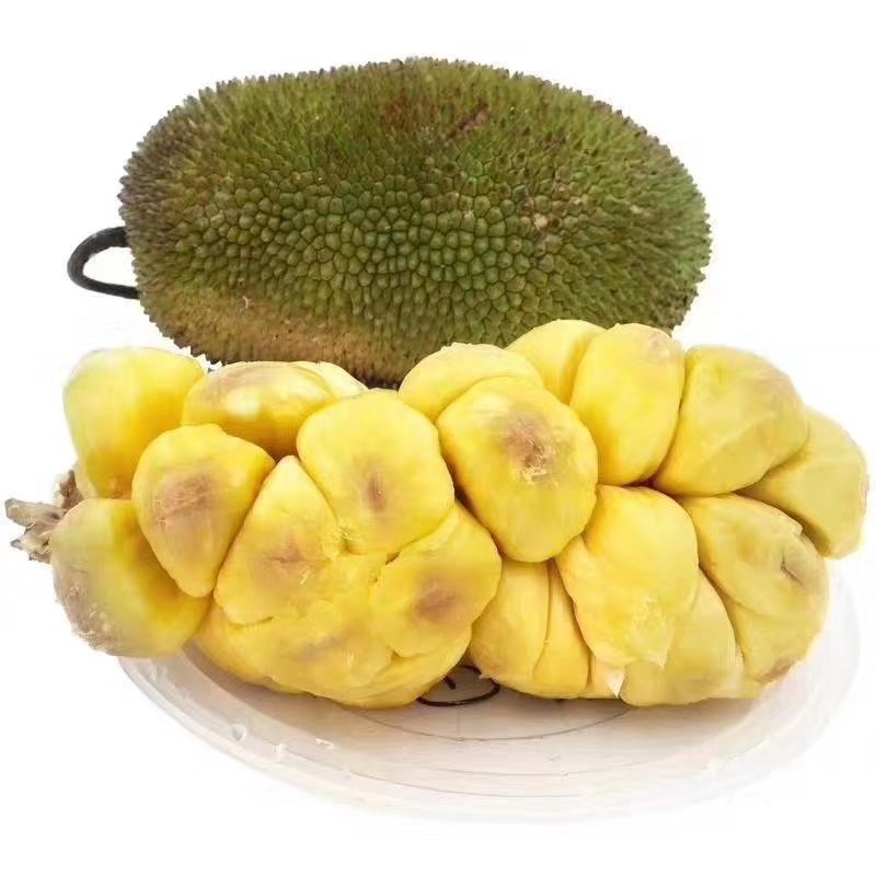 榴莲蜜苗榴莲苗嫁接苗马来西亚一号菠萝蜜